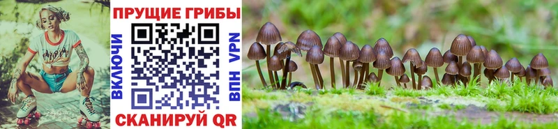 Галлюциногенные грибы MAGIC MUSHROOMS  дарк нет какой сайт  Славянск-на-Кубани  как найти закладки 